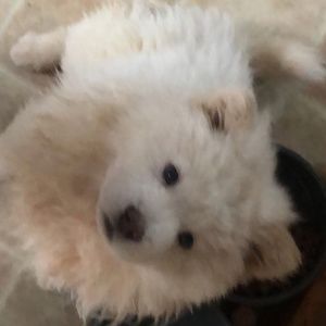 Meet your Posher, Dahlia rose